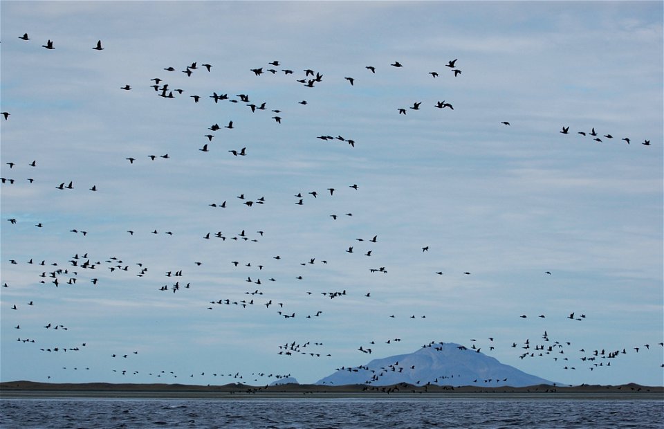 Brant at Izembek Lagoon