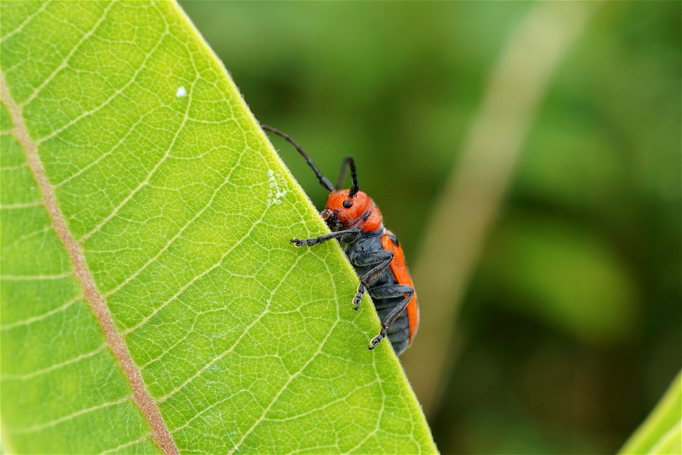 Milkweed Beetle on a Leaf photo