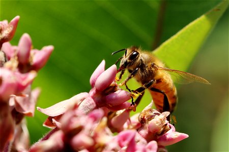 Western honey bee on common milkweed photo