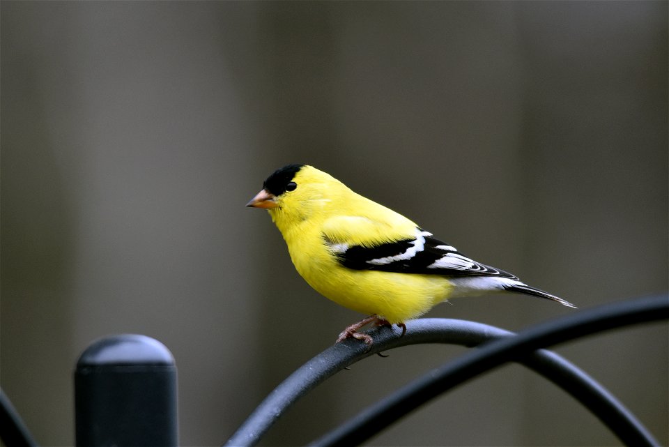 American goldfinch
