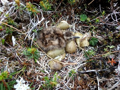 Bar-tailed godwit nest photo