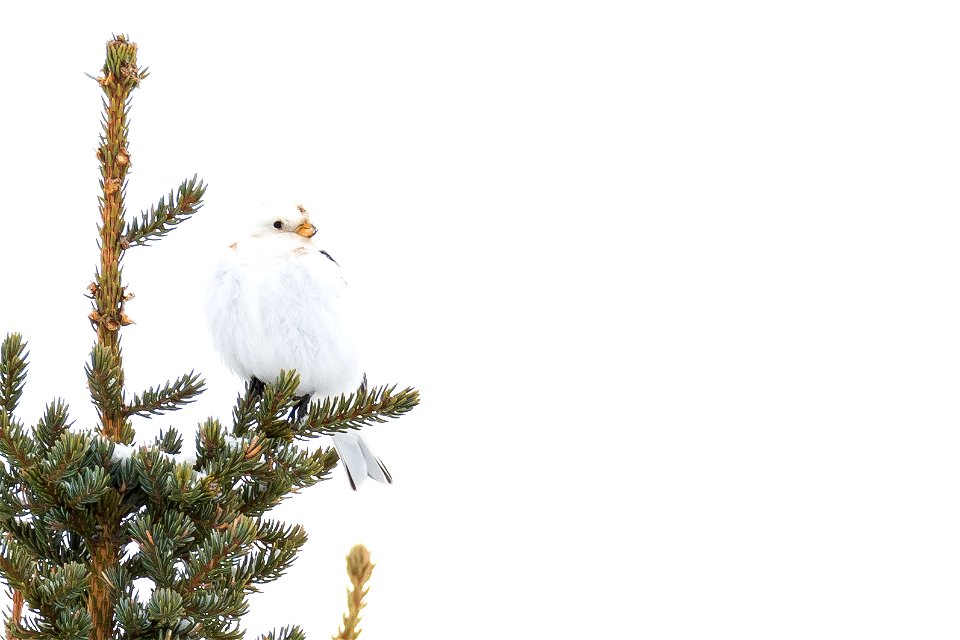 Snow bunting in the snow