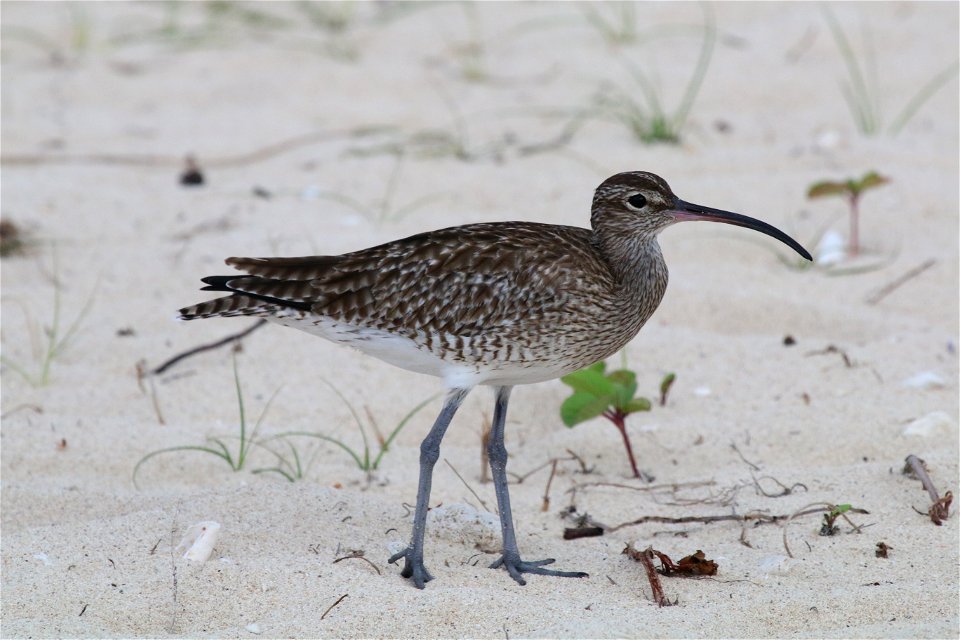 Numenius phaeopus 10