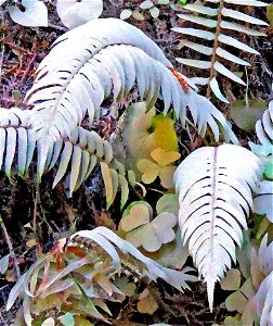 PHOTOSHOP WATERCOLOR STUDIES - Dust on roadside plants, del norte co, ca -02