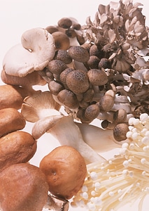 Various mushrooms photo