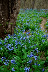 Trail Lined with Virginia Bluebells photo