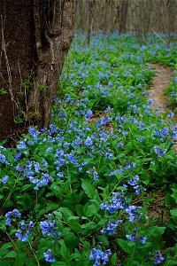 Trail Lined with Virginia Bluebells