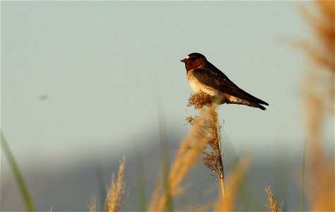 Cliff Swallow Bear River MBR photo