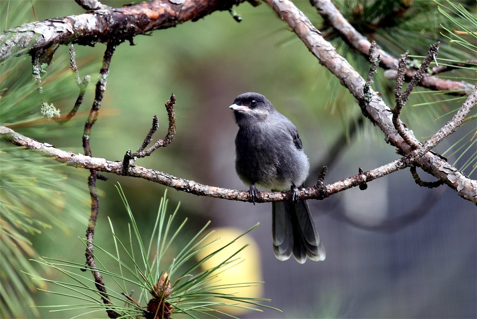 Juvenile Canada jay
