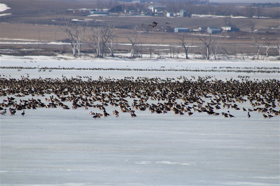 Waterfowl on Ice Lake Andes National Wildlife Refuge South Dakota