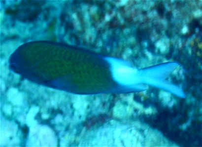 Chromis dimidiata 1