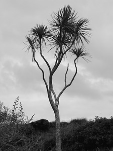 Tree organic agriculture photo