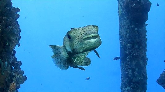 Porcupine fish smile Salt pier Bonaire