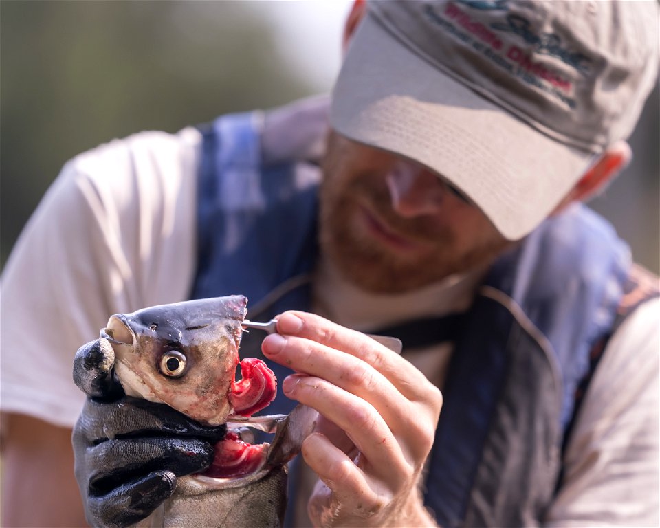 Invasive Carp Research on the James River in South Dakota. Photo: Sam Stukel (USFWS)