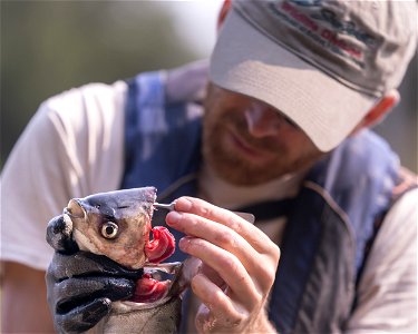 Invasive Carp Research on the James River in South Dakota. Photo: Sam Stukel (USFWS)