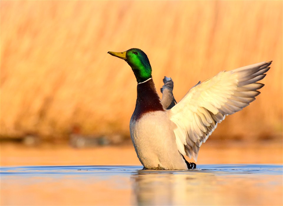 Mallard at Seedskadee National Wildlife Refuge