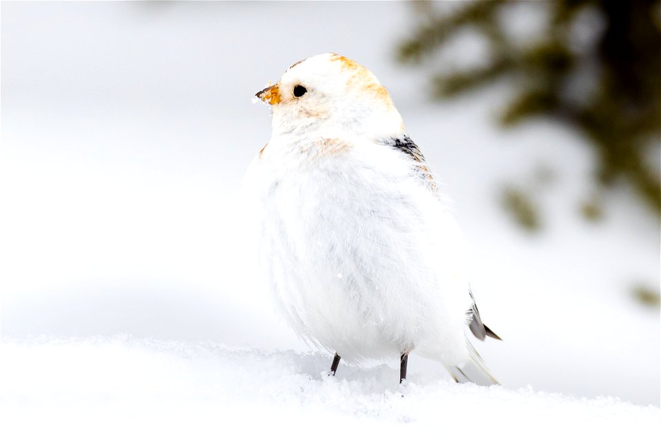 Snow bunting in the snow photo