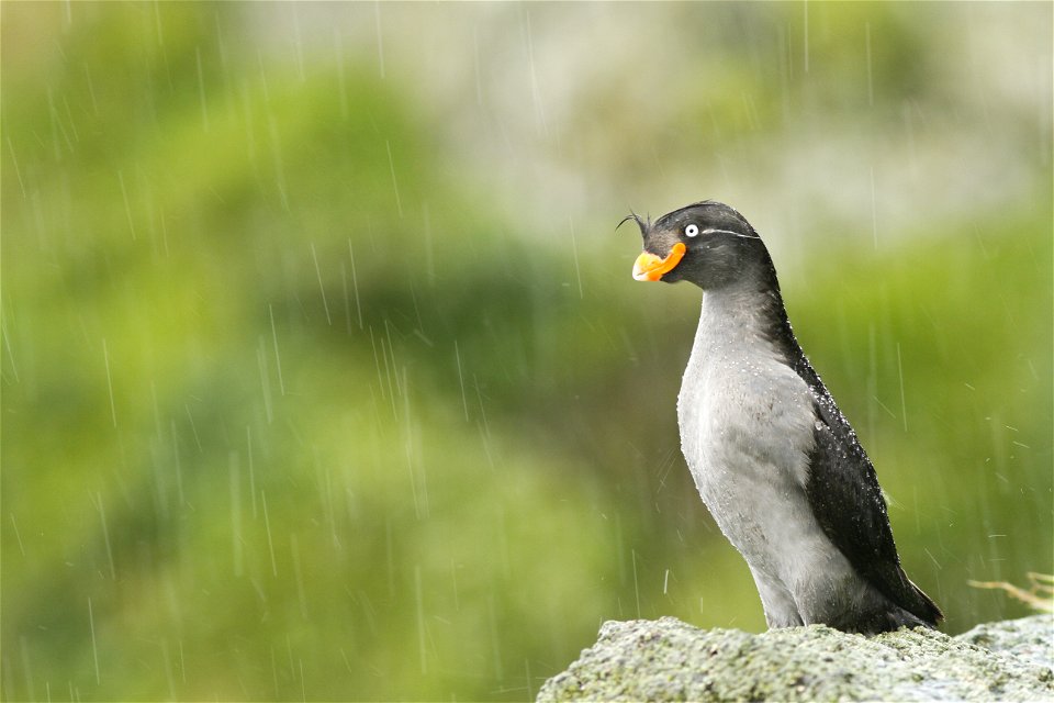 Crested Auklet in the rain