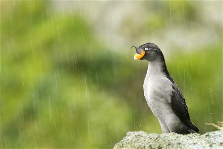 Crested Auklet in the rain