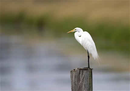 Great egret perched along a wetland photo