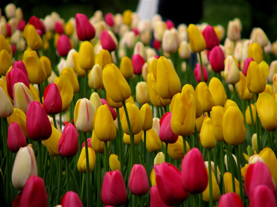Cismigiu2009_0421_164531