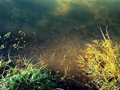 Salmon fry