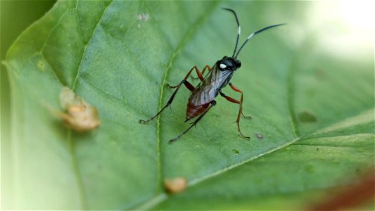 Schlupfwespe (Ichneumonidae)