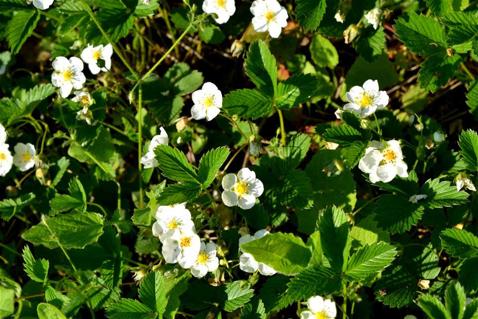 Wild Strawberry flowers