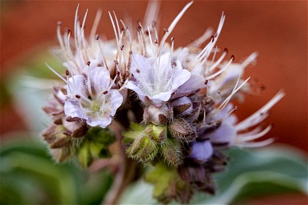 Phacelia hastata
