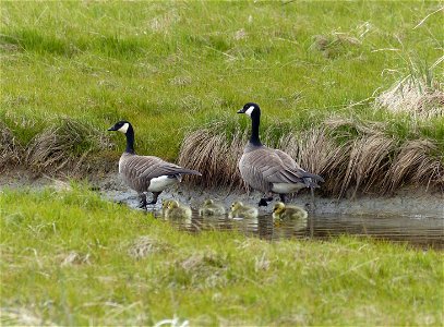 Cackling geese brood photo