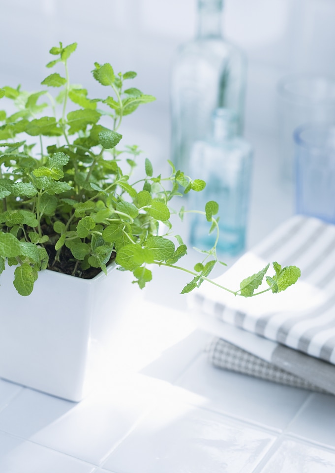 Apple mint in the white pot
