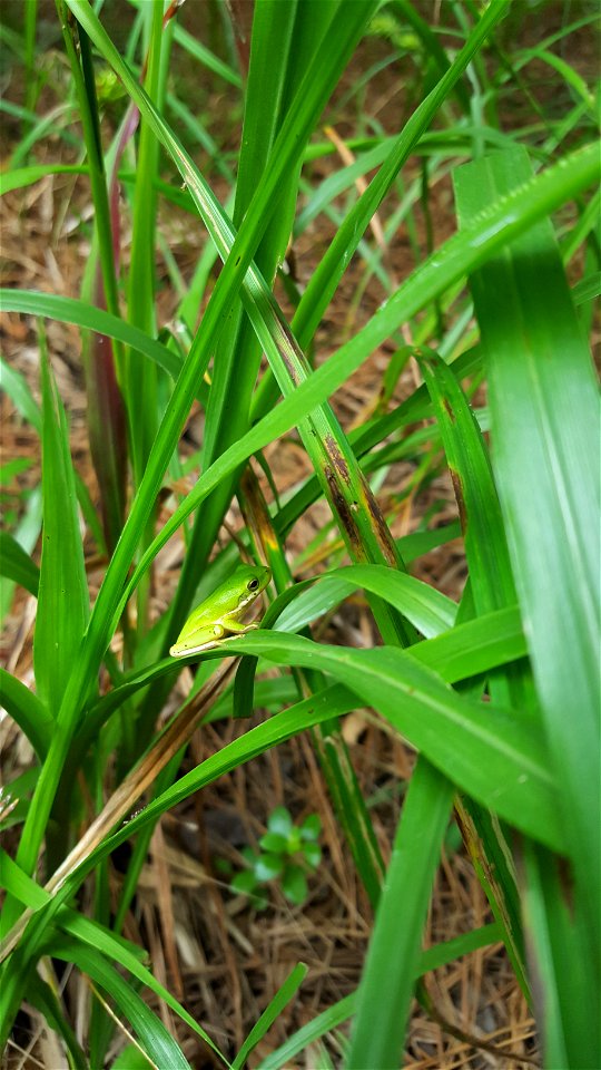 Green treefrog Buxton Woods 7-13-22 SK