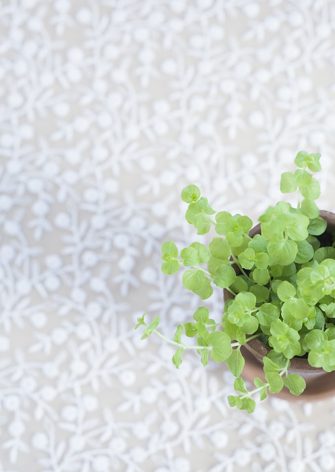 Green plant on table for room