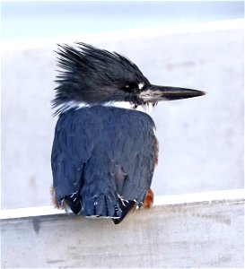 518 - BELTED KINGFISHER (10-8-2021) crescent city, del norte co, ca -14