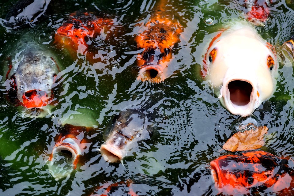 KOI at Feeding time (05-13-2023) new hanover co, nc -01