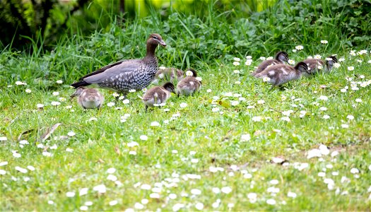 Australian wood duck with ducklings