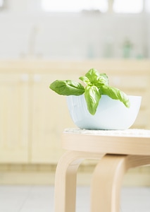 Young basil plants in flower pot in kitchen