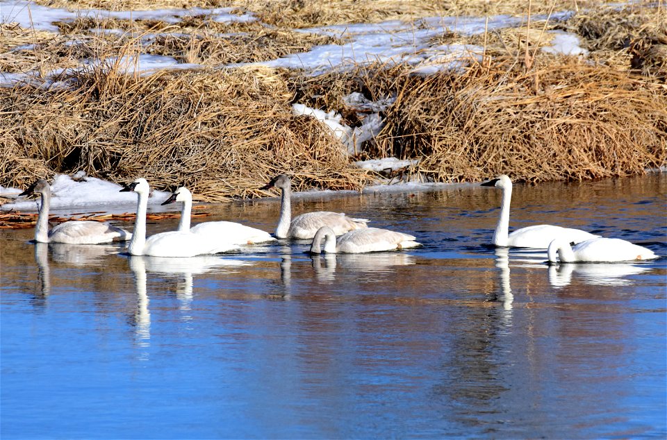 Trumpeter swans at Seedskadee National Wildlife Refuge