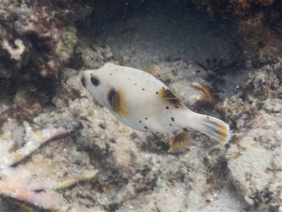Arothron nigropunctatus 4