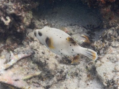 Arothron nigropunctatus 4