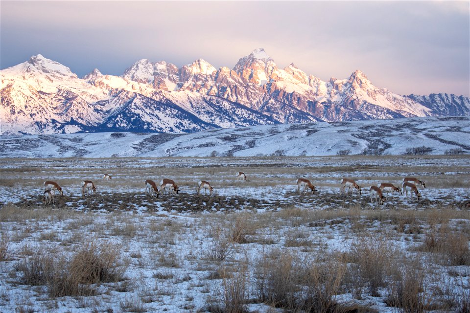 Pronghorn on the National Elk Refuge