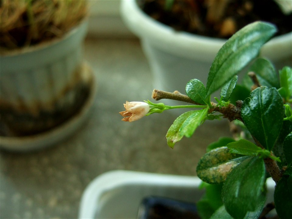 bonsai-bloom2009_0403_085535