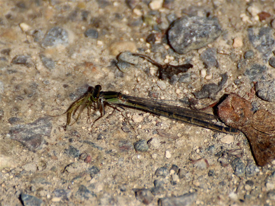 Damselfly at Lunch Time_01