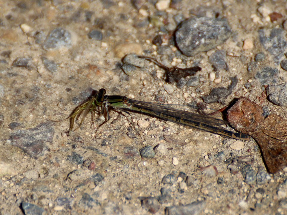 Damselfly at Lunch Time_01 photo