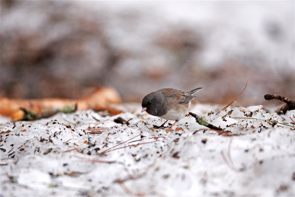 Dark-eyed junco in the snow