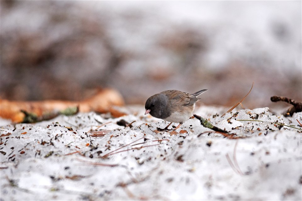 Dark-eyed junco in the snow photo