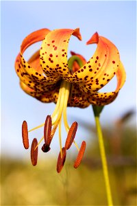 Golden Hour Lily