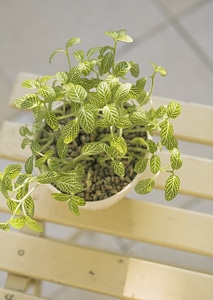 Mosaic plant (Fittonia verschaffeltii) in pot on white chair