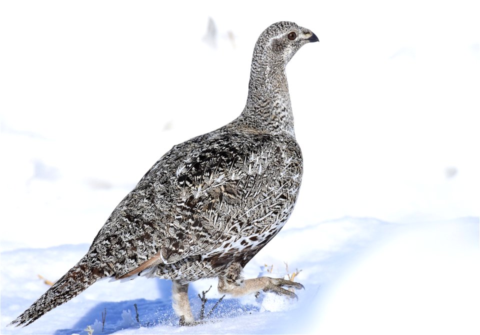 Greater sage-grouse on Seedskadee National Wildlife Refuge