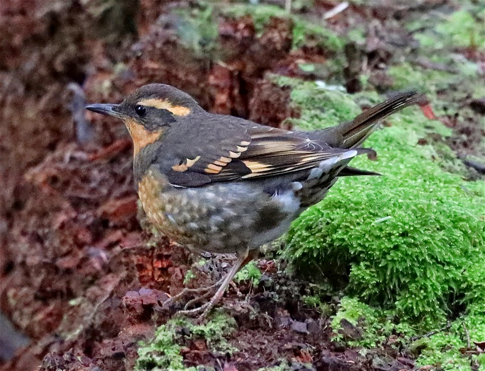 758 - VARIED THRUSH (02-22-2022) mendocino co, ca -04